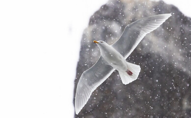 Glaucous Gull (Larus hyperboreus ) in flight in snow fall, Svalbard, Norway