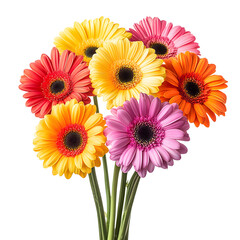 Vibrant bouquet of colorful gerbera daisies with delicate petals isolated on transparent background