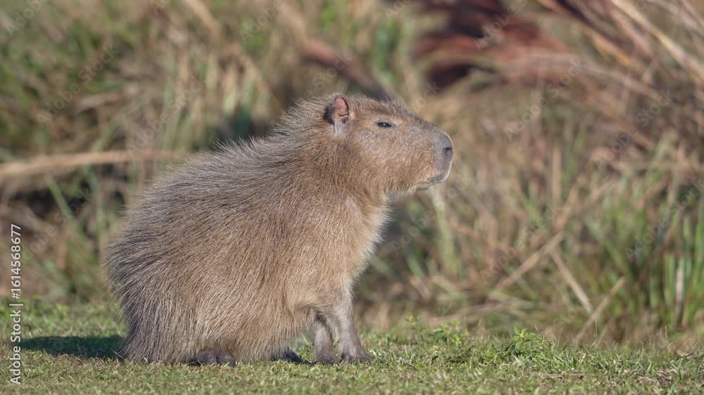 Poster side view of capybara sitting in the grass. - static shot