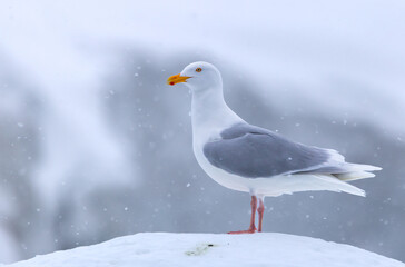 Glaucous Gull (Larus hyperboreus ) in snow fall, Svalbard, Norway