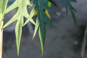 Close-up of papaya leaf in sunlight
