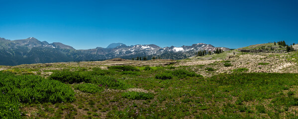 Wildflowers And The Back Of The Tetons From Moose Basin Divide in Grand Teton