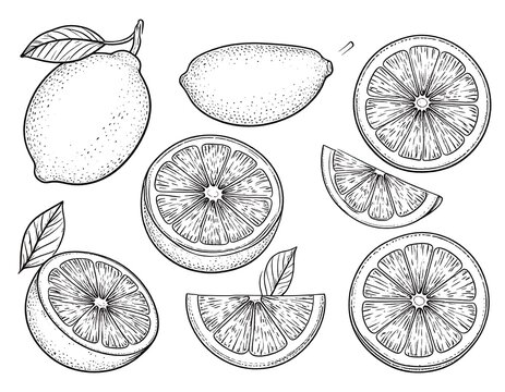 Detailed line drawing of lemons and oranges