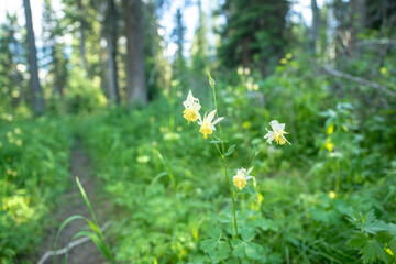 Yellow And White Columbine Bloom Along Trail In Grand Teton