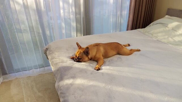 Adorable French Bulldog lying completely flat on its stomach on a large bed, looking exhausted or deeply relaxed, while gentle evening sunlight filters through the window veil in a cozy bedroom.