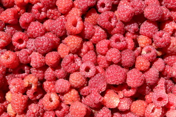 Texture of ripe juicy fresh raspberries.