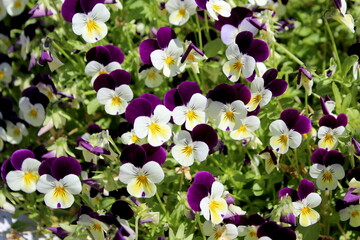  Beautiful pansies have blossomed in the garden.