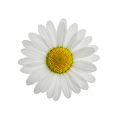 Pristine daisy radiates on white background