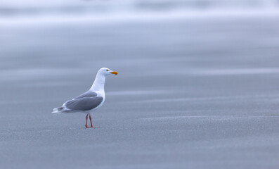 Glaucous Gulls (Larus hyperboreus ) on ice, Svalbard, Norway