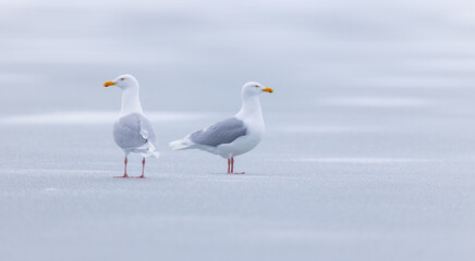 Glaucous Gulls (Larus hyperboreus ) on ice, Svalbard, Norway