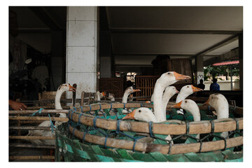 A white swan sitting calmly inside a basket, creating a unique and peaceful rural moment captured...