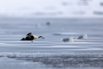 Wild Common Eider (Samateria mollissima) in flight in ice environment, Svalbard, Norway