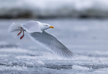 Glaucous Gull (Larus hyperboreus ) in flight in ice environment, Svalbard, Norway