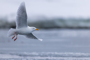Glaucous Gull (Larus hyperboreus ) in flight in ice environment, Svalbard, Norway