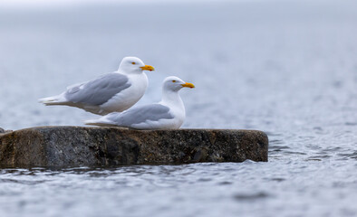 Glaucous Gulls (Larus hyperboreus ), Svalbard, Norway