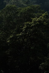 Thick forest view filled with tall trees, deep shadows, and soft light cutting through the canopy, creating a calm and immersive natural atmosphere.