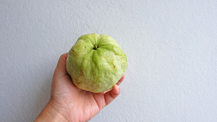woman's hand holding fresh guava fruit on a white background.
