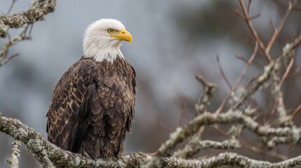 A bald eagle sits gracefully on an exposed branch, showcasing its striking features and powerful presence against a hazy morning backdrop.