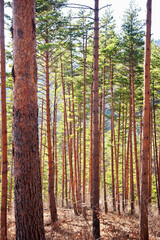 한국의 강원도에 있는 우수 산림사업지의 소나무 군락지.