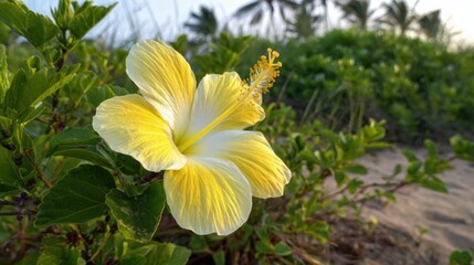 Obraz premium A vibrant yellow hibiscus flower stands out against lush green foliage at the edge of a sandy beach. Palm trees sway gently in the background as the sun sets, casting a warm glow.
