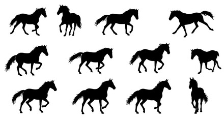 Equestrian Silhouette: An elegant depiction of horse movements. The black horse moves rhythmically creating a captivating interplay of light and shadow.