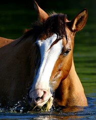 Wild Horse in the River