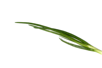 A bunch of green onions with feathers lies on a white background.