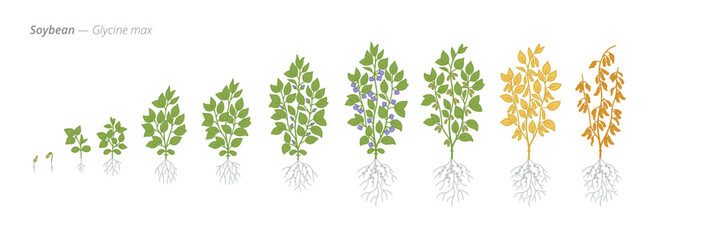 Soybean growth seed to harvest stages