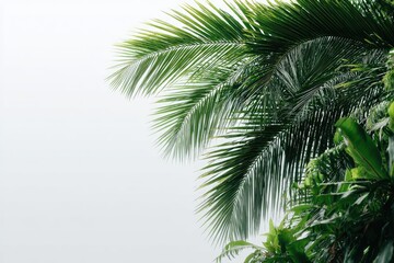 Fototapeta premium Lush palm fronds against a light background