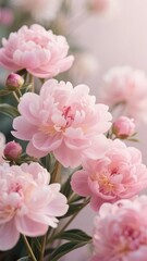 Soft Pink Peonies in Full Bloom