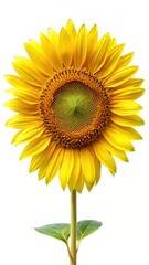 Naklejka premium Bright yellow sunflower isolated on white background with intricate details of petals and center