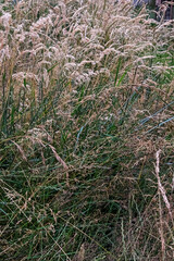 Tall summer grass growing on the farm