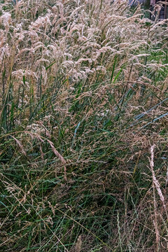 Tall summer grass growing on the farm