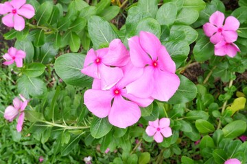 Pink Vinca or Old Maid flowers in the garden