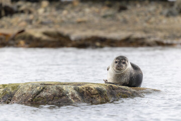 Fototapeta premium Harbor Seal (phoca vitulina) resting on rock, Svalbard, Norway