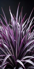 Dark elegant black mondo grass variety with striking purple foliage and delicate white tips