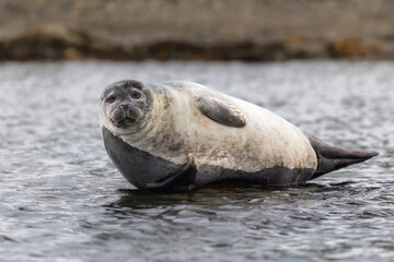 Harbor Seal (phoca vitulina) resting on rock, Svalbard, Norway