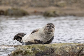 Harbor Seal (phoca vitulina) resting on rock, Svalbard, Norway