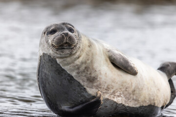 Harbor Seal (phoca vitulina) resting on rock, Svalbard, Norway
