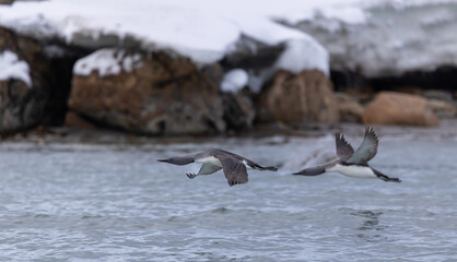 Pair Red Throated Loon (gavia stellata) in flight, Svalbard, Norway