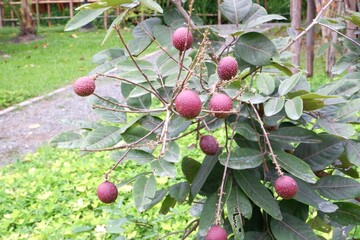 Red lychee fruit in the garden