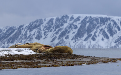 Group of walrus (odobenus rosmarus) with snowy mountain and dark clouds in the background,...