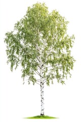 Real birch tree background isolated plant.