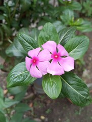 pink flower in the garden