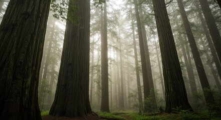 Misty redwood forest with towering trees.