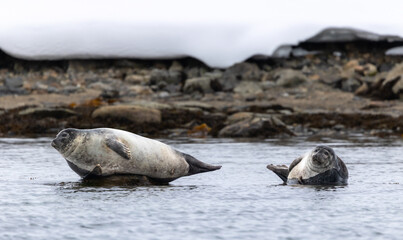 Harbor Seals (phoca vitulina) resting on rock, Svalbard, Norway