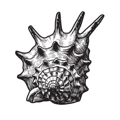 Obraz premium Detailed engraved illustration of a spiked sea shell with textured design on a white background