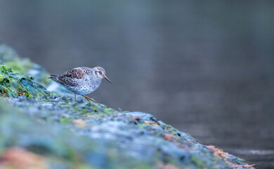 Purple Sandpiper (Calidris maritima) on a rock with moss in Svalbard, Norway  