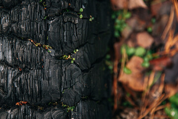 green shoots are sprouting on the burnt tree