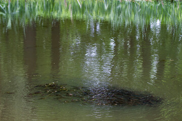 a flock of young fish in a wild forest lake. landscape